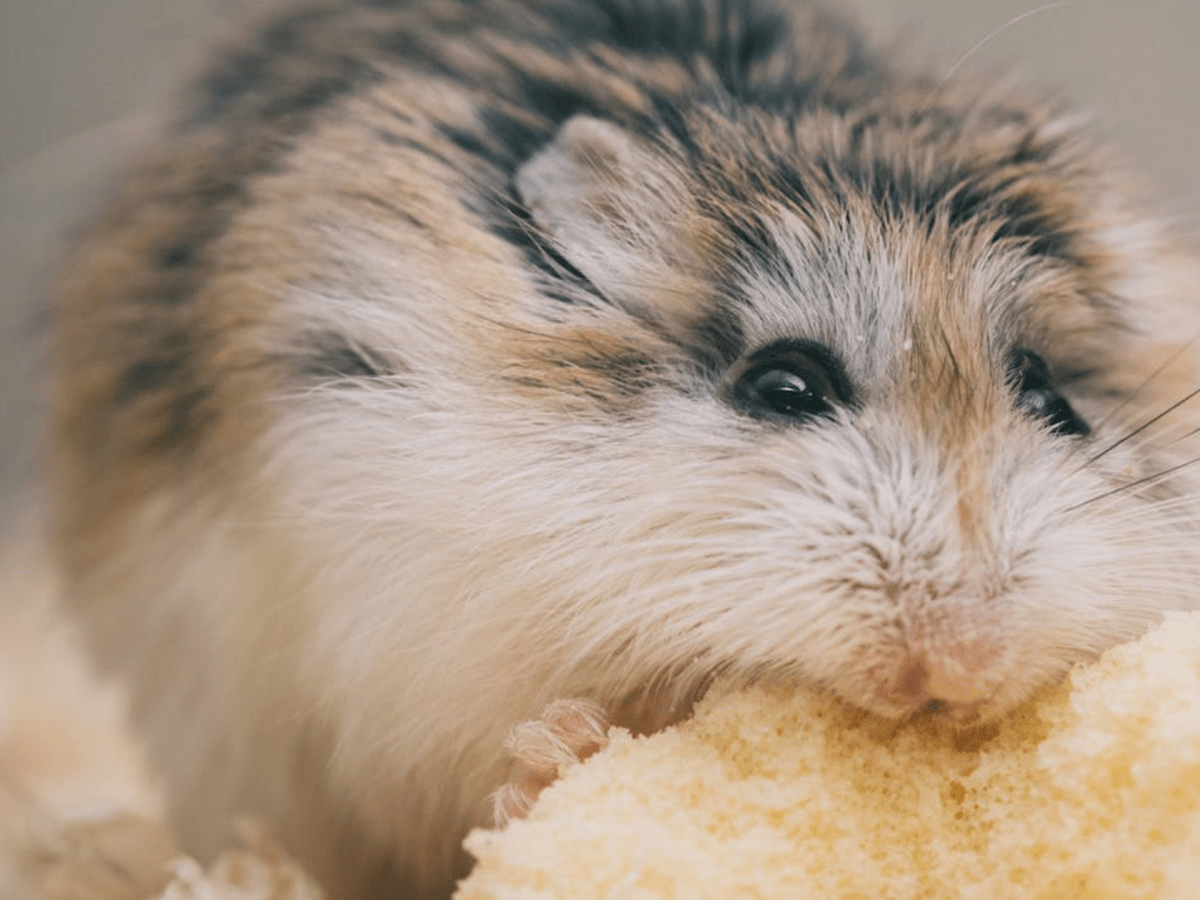 20 best low-Maintenance Pets | Easy to care&nbsp;for